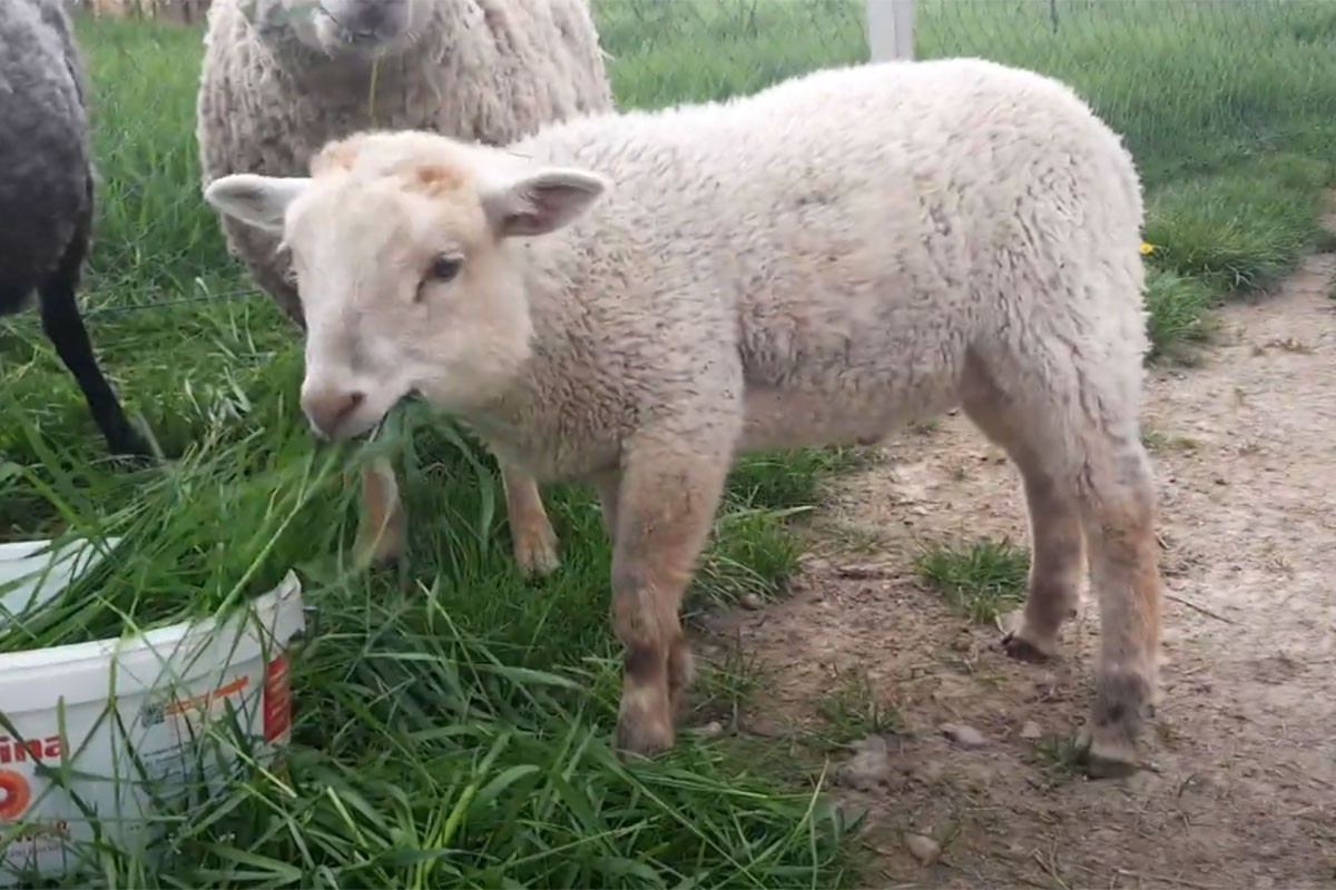Neobičan rezultat "zabranjene ljubavi": Ojagnjen hibrid ovce i jarca (VIDEO)