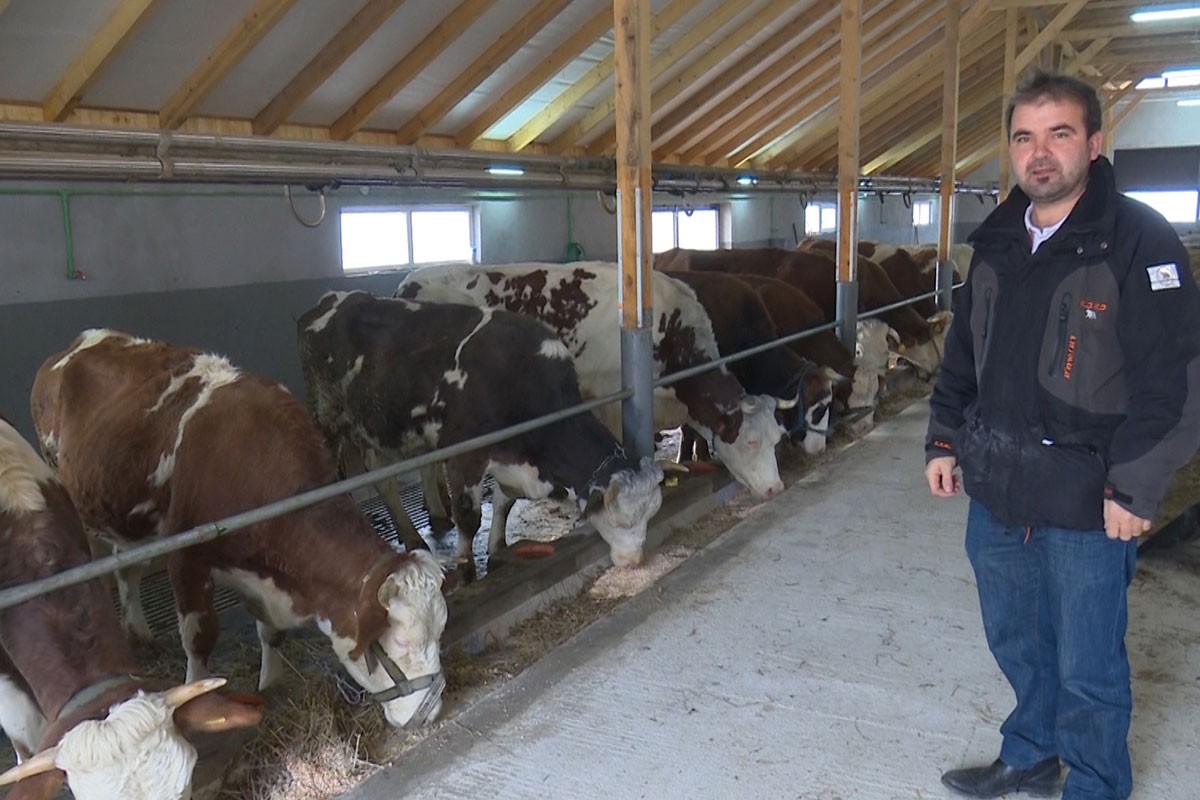 Isplatilo se: Sanski farmeri proizveli rekordne količine mlijeka