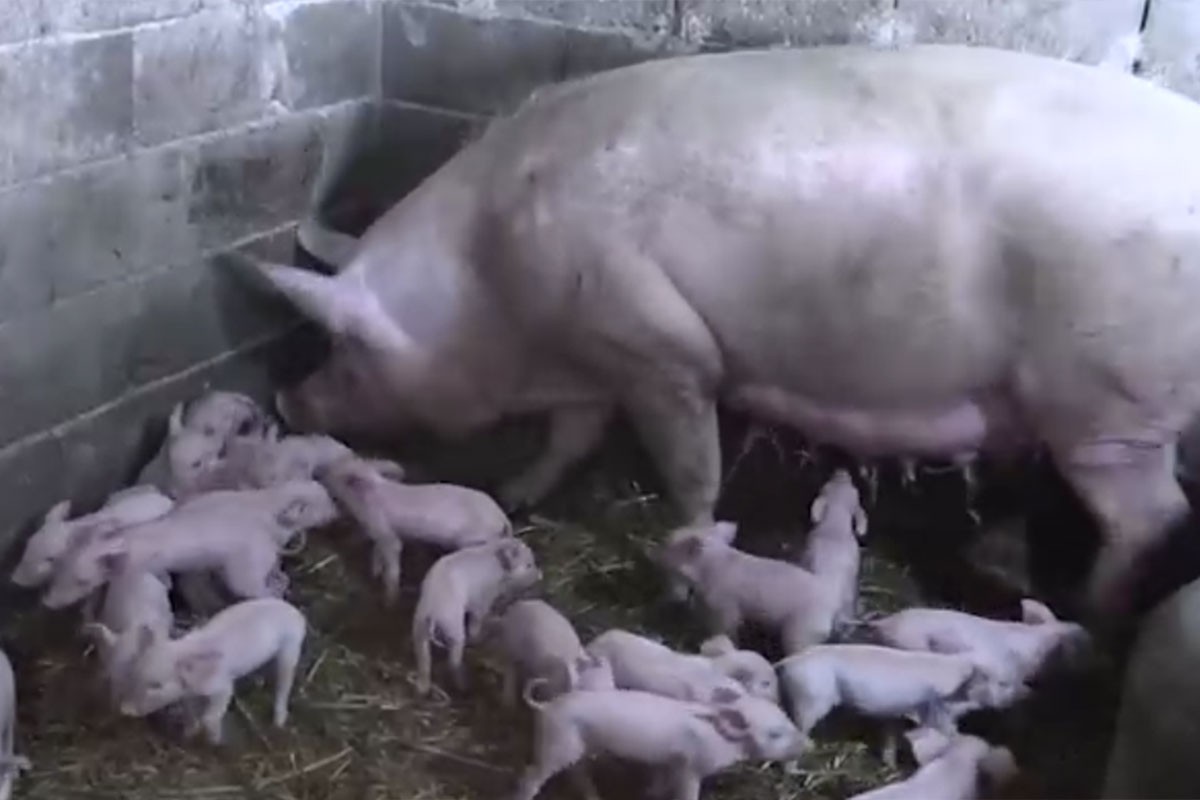 Šok i radost u porodici Marčić: Krmača oprasila 25 prasadi (VIDEO)