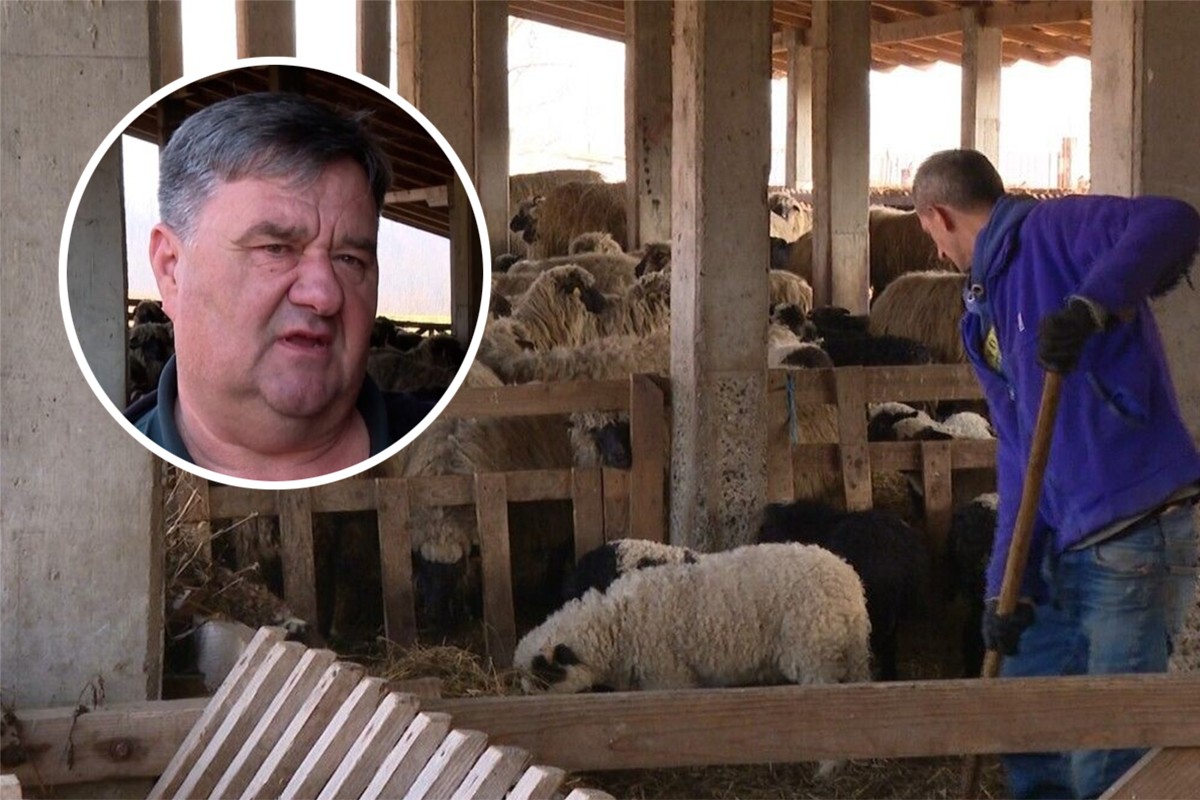 Tražio jagnje za slavu, danas ima 3.000 ovaca