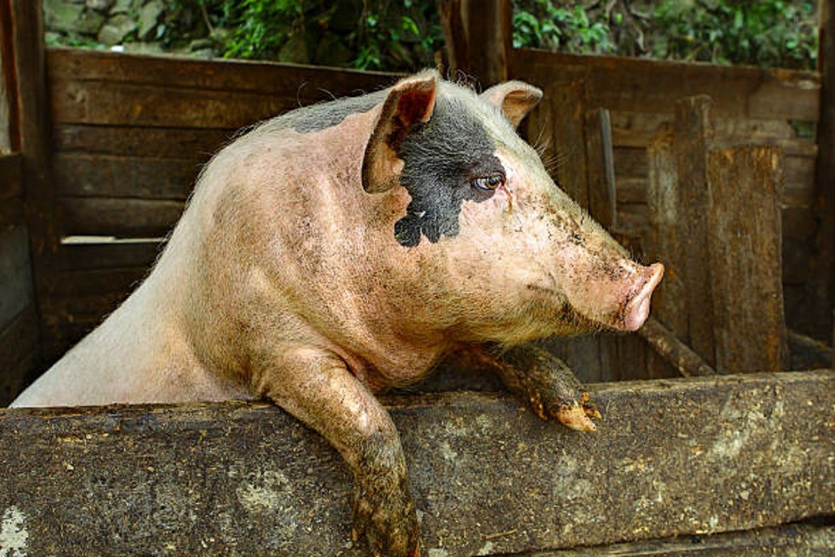 Afrička svinjska kuga u Rumuniji: Vlasti uvode zaštitne zone