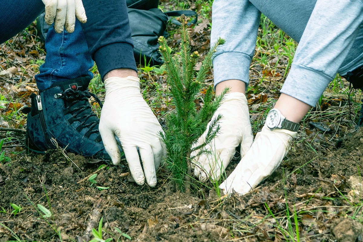 FIS proveo akciju pošumljavanja  "Zeleno srce Ambyente"