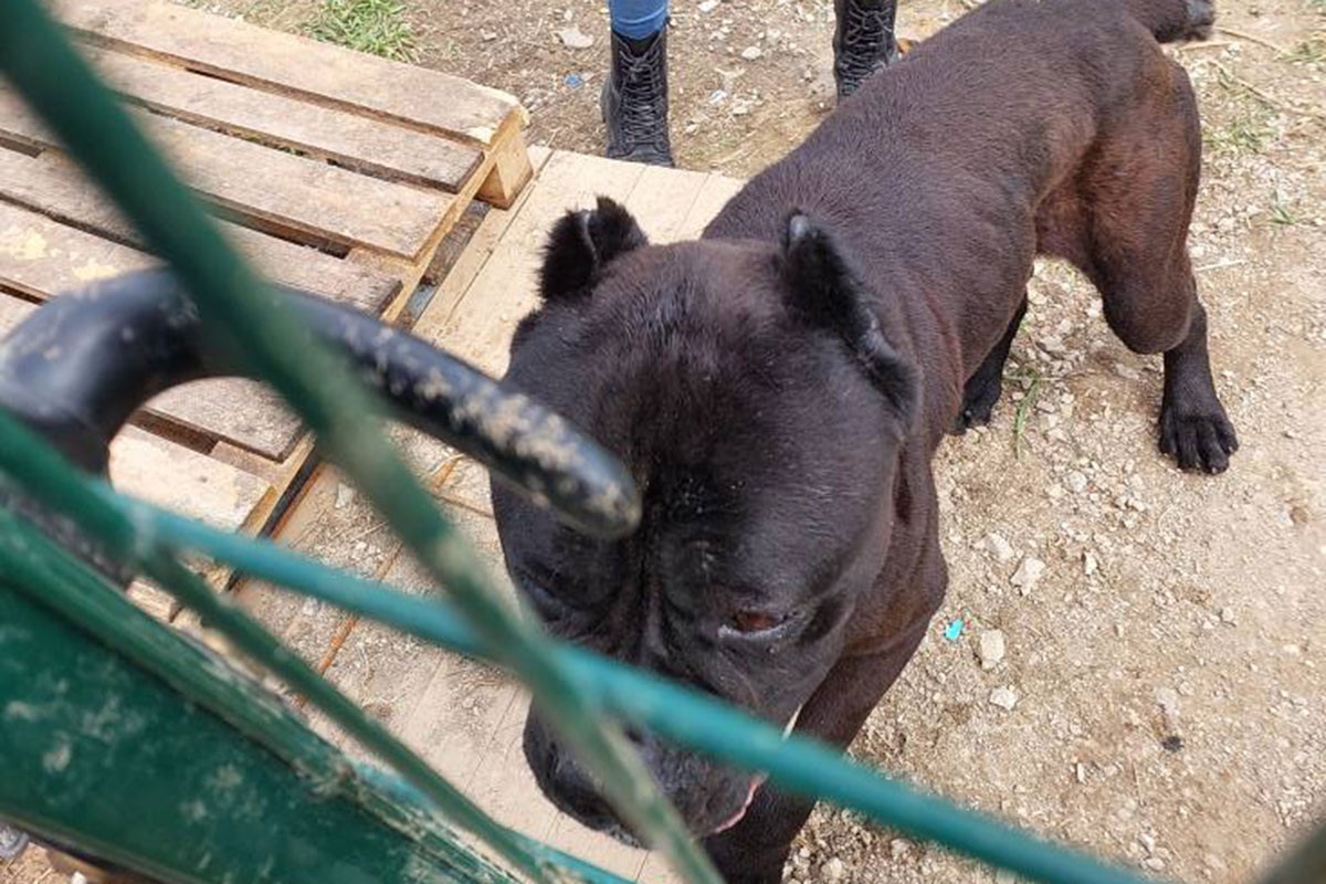 Građani upozoravaju: Stanje pasa u azilu na Manjači alarmantno