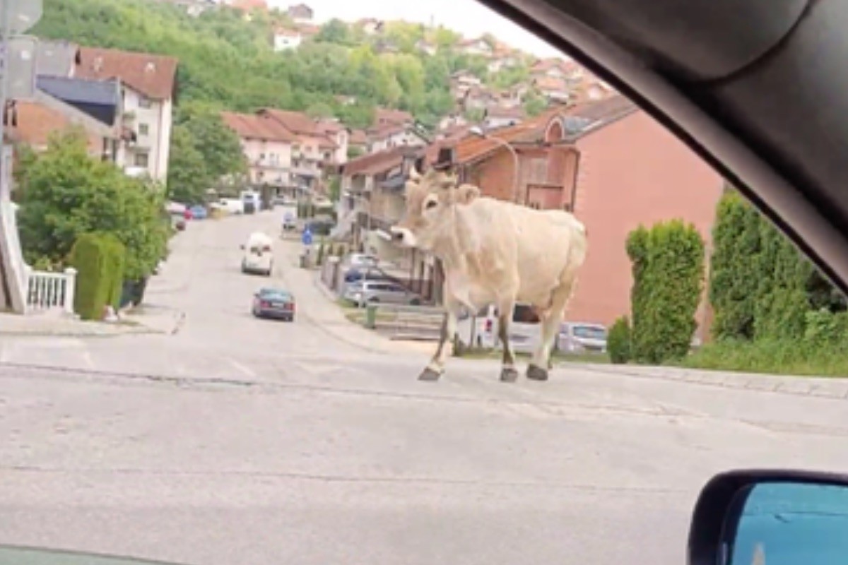 Neobična scena u Banjaluci: Krava hoda ulicom (VIDEO)
