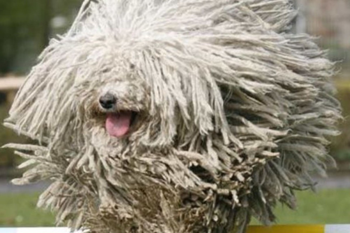 Komondor pas – Neobičan čuvar koji spada među najružnije rase pasa
