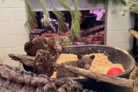 Medvjedić bez mame našao utjehu u plišanoj igrački i ljudima u kostimu medvjeda (VIDEO)