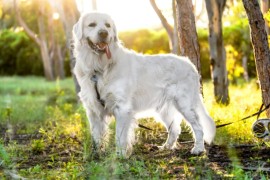 Pet najčešćih zabluda o velikim psima