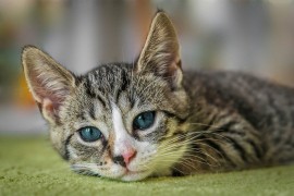 Zašto su mačke izbirljive i kako im pomoći