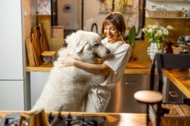 Pet najčešćih zabluda o velikim psima