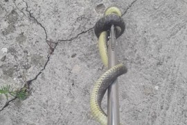 Prvo mjesto koje trebate provjeriti ako sumnjate na zmiju u domu